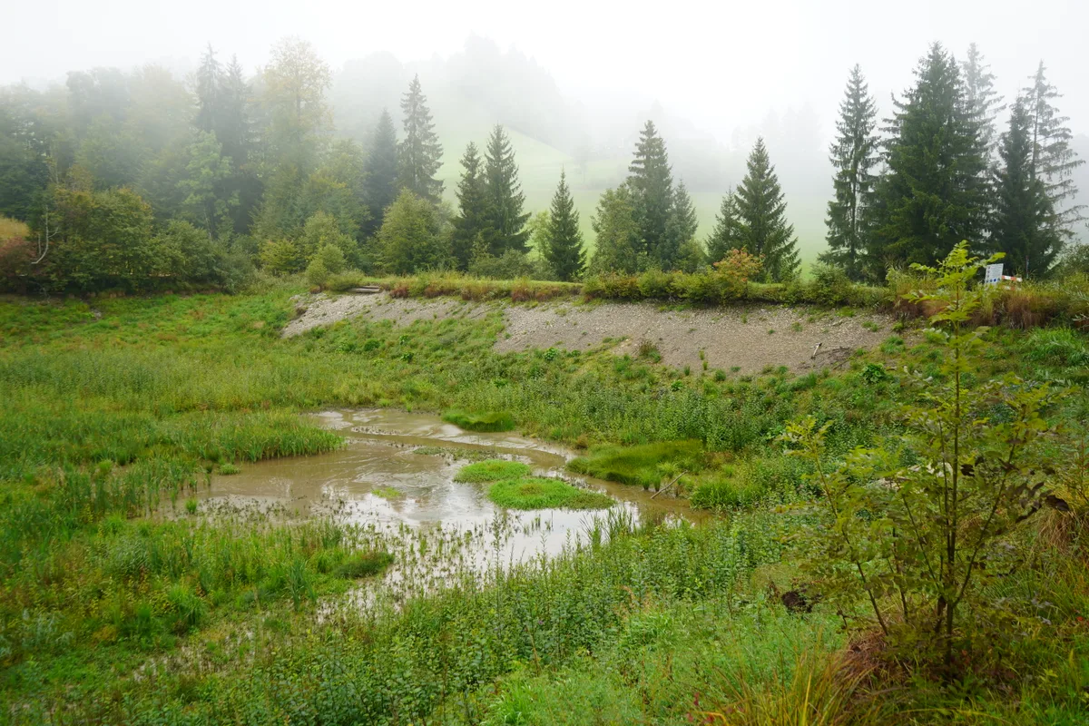 Ein Schlammloch mit Gras. Der Weiher ist leer gefischt.